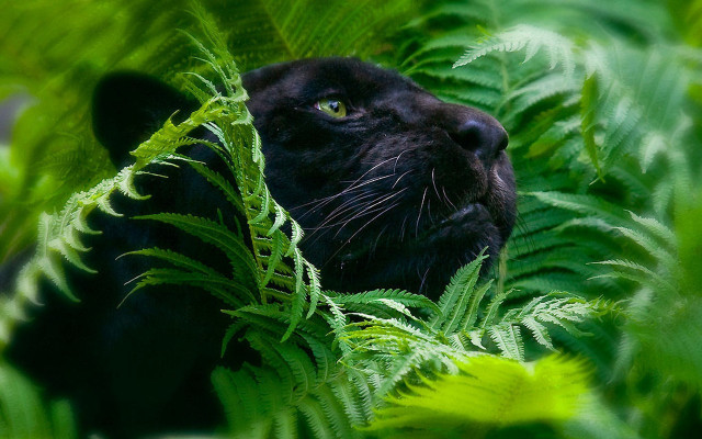 Black cat fern forest green free wallpaper for desktop - medium preview image