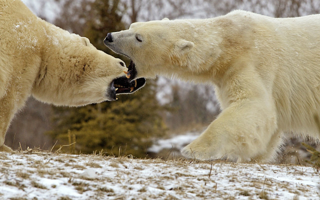 Polar bears fighting snow ecological #2 free wallpaper for desktop - medium preview image