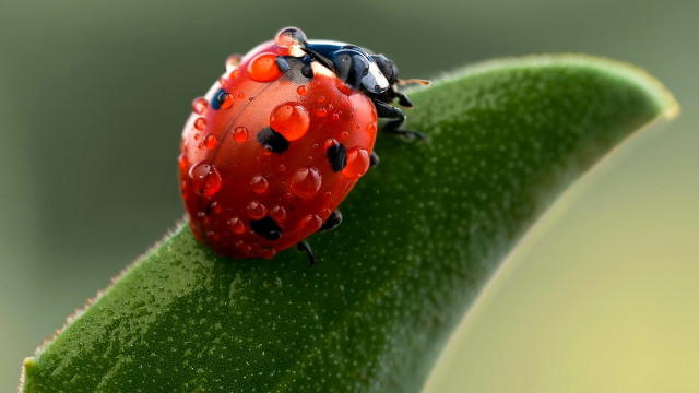 Ladybug green leaf water droplets #7 free wallpaper for desktop - medium preview image