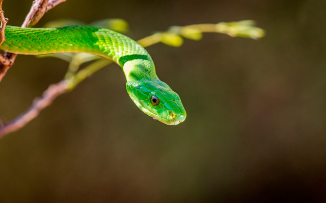 Green snake branch blurry leaves free wallpaper for desktop - medium preview image