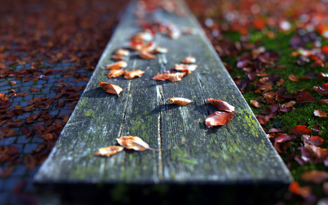 Bench leaves grass tree bokeh free wallpaper for desktop - medium preview image