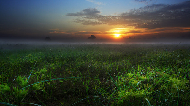 Field sunset fog trees grass free wallpaper for desktop - medium preview image