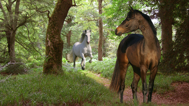 Horses woods magic realism digital free wallpaper for desktop - medium preview image