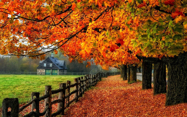 Fence wooden post tree autumn free wallpaper for desktop - medium preview image