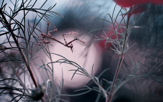 Blurry plant red flower macro free wallpaper for desktop - medium preview image