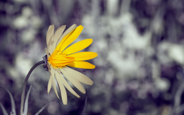 Yellow flower black stem bokeh free wallpaper for desktop - medium preview image