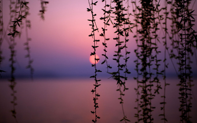Sunset water plant leaves tranquil free wallpaper for desktop - medium preview image