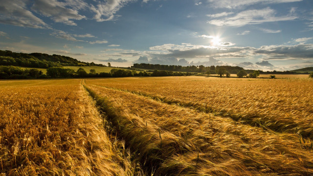 Wheat field sun clouds puzzle free wallpaper for desktop - medium preview image
