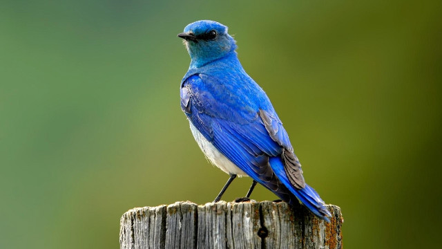 Blue bird on wooden post free wallpaper for desktop - medium preview image