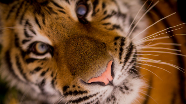 Tiger closeup macro animal photography free wallpaper for desktop - medium preview image