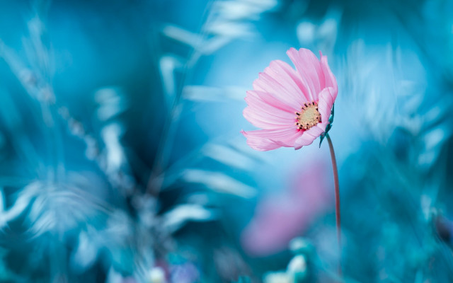 Pink flower blue background leaves free wallpaper for desktop - medium preview image