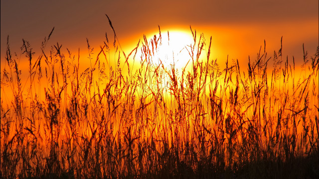 Sunset tallgrass bird flying distant free wallpaper for desktop - medium preview image
