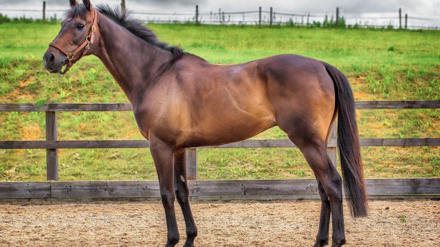 Horse dirt field fence green free wallpaper for desktop - medium preview image