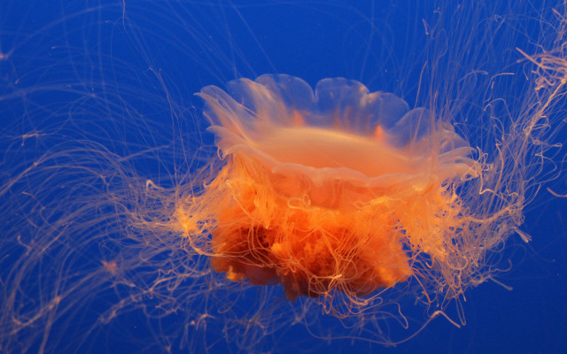 Jellyfish orange hair nature fireworks free wallpaper for desktop - medium preview image