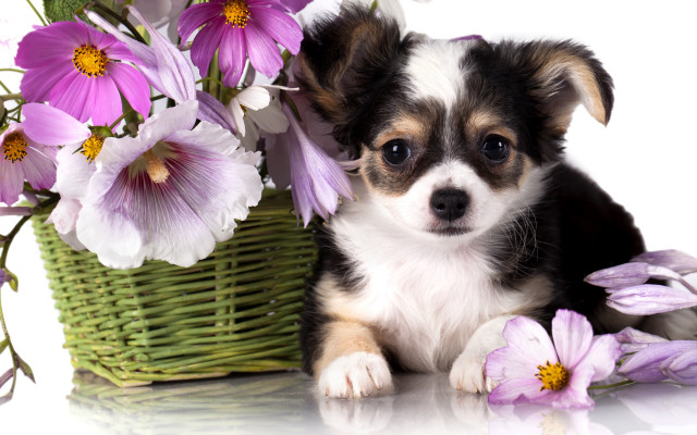 Small dog flower baskets still free wallpaper for desktop - medium preview image