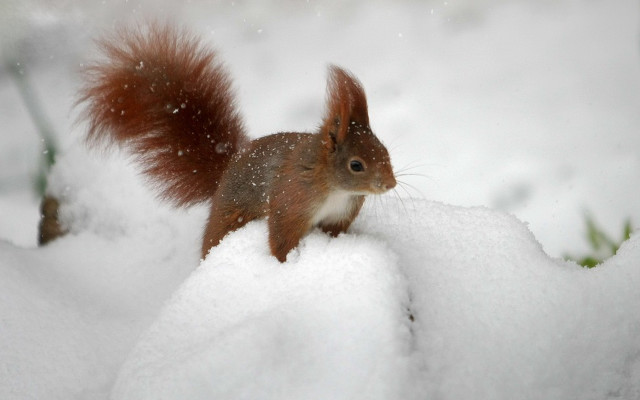 Squirrel snow pile chippy award free wallpaper for desktop - medium preview image