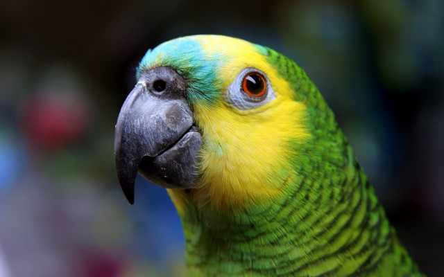 Parrot macro blurry background earth free wallpaper for desktop - medium preview image