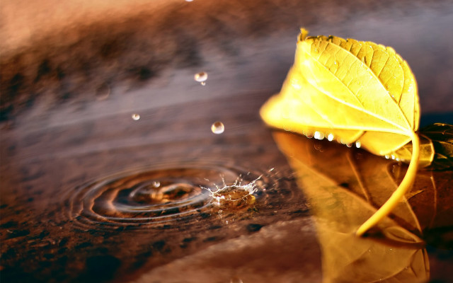 Leaf puddle water drop autumn free wallpaper for desktop - medium preview image