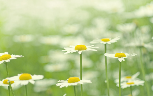 Daisy field blurry background shallow free wallpaper for desktop - medium preview image