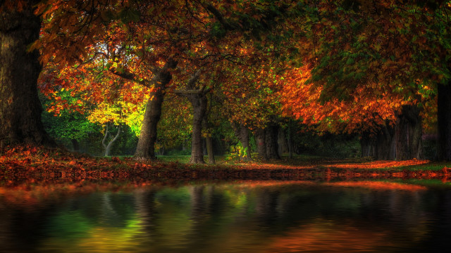 Forest pond trees orange leaves free wallpaper for desktop - medium preview image