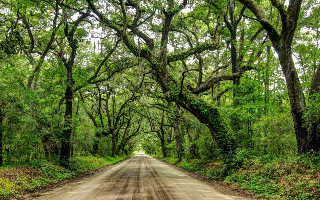 Dirt road forest trees green free wallpaper for desktop - medium preview image