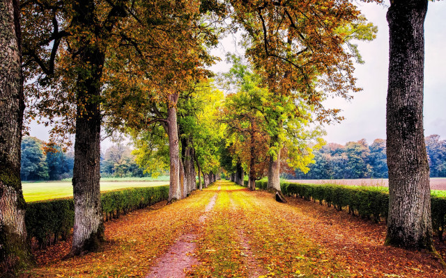 Dirt road autumn leaves park free wallpaper for desktop - medium preview image