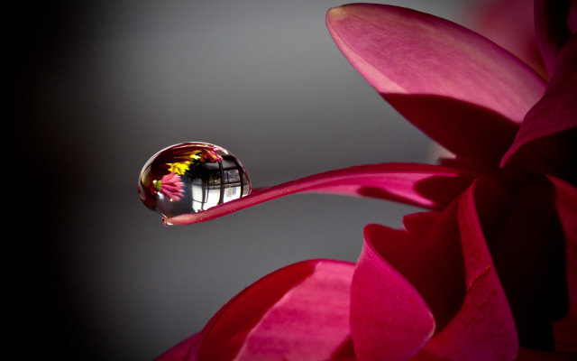 Flower waterdrop darkbackground buildingreflection macro free wallpaper for desktop - medium preview image
