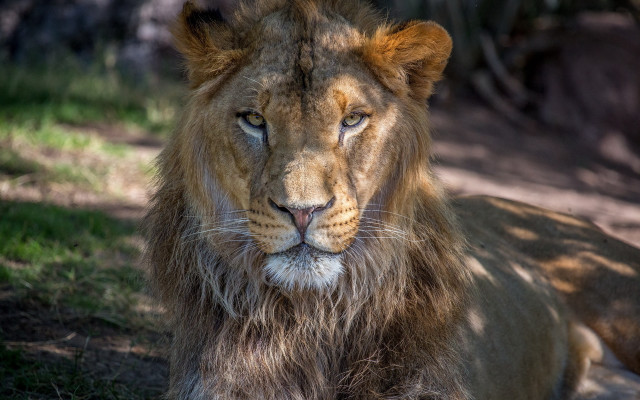 Lion sad portrait animal photography free wallpaper for desktop - medium preview image