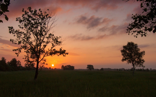 Sunset field trees grass clouds free wallpaper for desktop - medium preview image