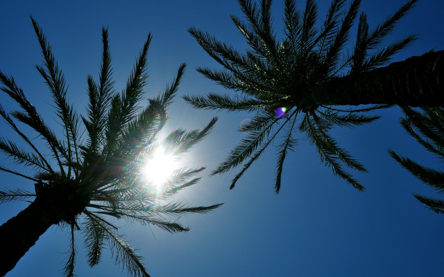 Sunshine palm branches blue sky free wallpaper for desktop - medium preview image