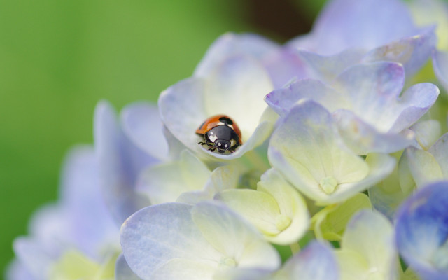 Ladybug purple flower bokeh ecological free wallpaper for desktop - medium preview image