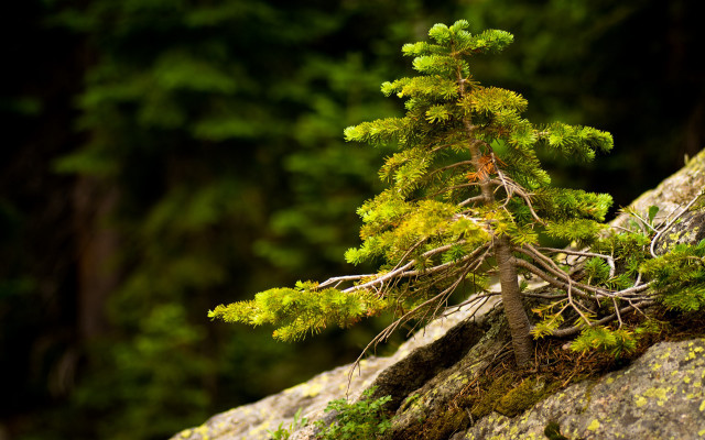 Tiny tree rock moss forest free wallpaper for desktop - medium preview image