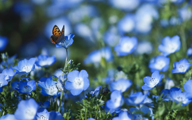 Blue butterfly on blue flower free wallpaper for desktop - medium preview image