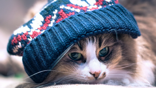 Cat blue hat couch blanket free wallpaper for desktop - medium preview image