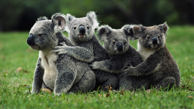 Koalas lush green field australian free wallpaper for desktop - medium preview image