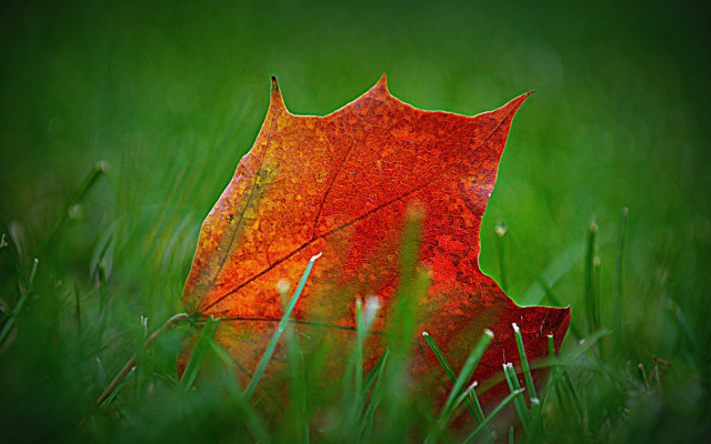 Red leaf grass green background free wallpaper for desktop - medium preview image
