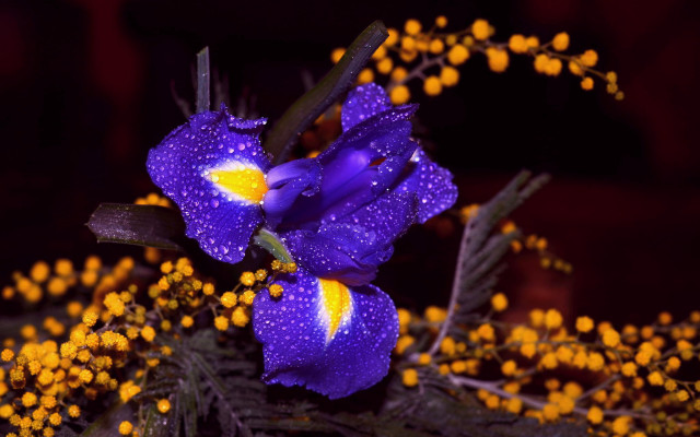 Purple flower yellow stamens green #3 free wallpaper for desktop - medium preview image