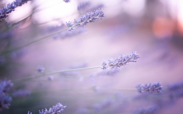 Lavender blossoms blurry background macro free wallpaper for desktop - medium preview image