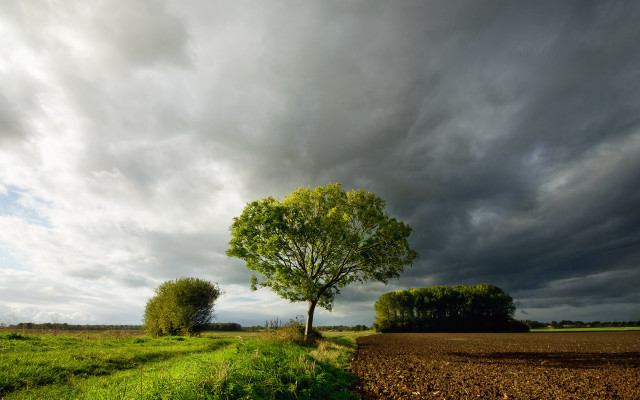 Tree field cloudy sky path #2 free wallpaper for desktop - medium preview image