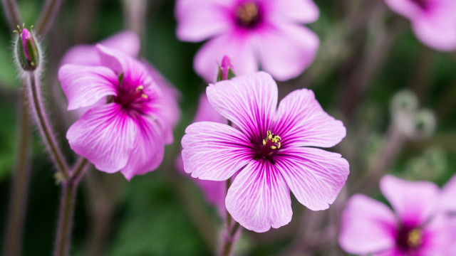 Pink flower closeup bokeh macro #3 free wallpaper for desktop - medium preview image