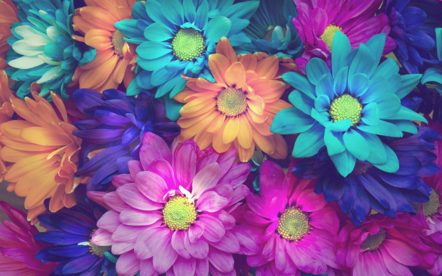 Colorful flower bouquet blue rose free wallpaper for desktop - medium preview image