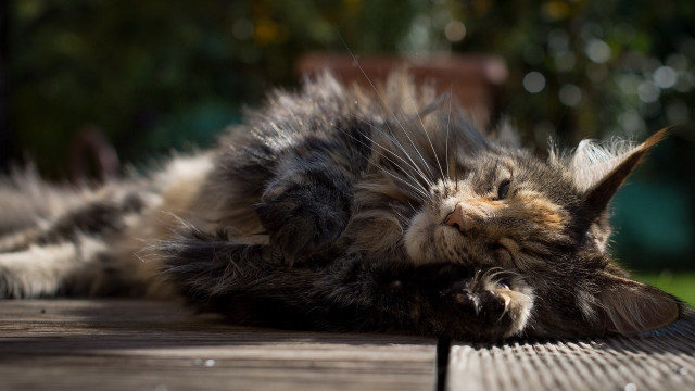 Cat laying on wooden deck free wallpaper for desktop - medium preview image