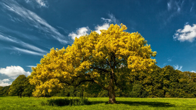 Large tree field blue sky free wallpaper for desktop - medium preview image