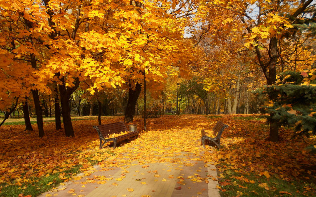Park path benches fall leaves free wallpaper for desktop - medium preview image