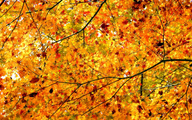 Fall autumn leaves tree colorful free wallpaper for desktop - medium preview image