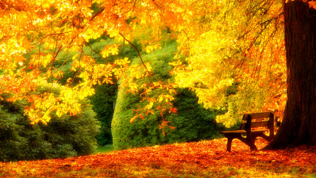Park bench yellow leaves autumn free wallpaper for desktop - medium preview image