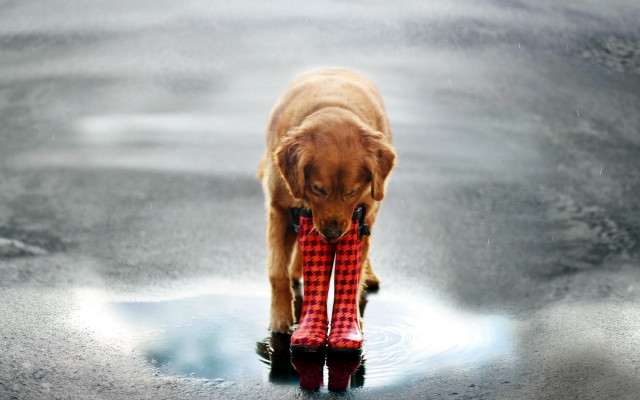 Dog red boots puddle water free wallpaper for desktop - medium preview image