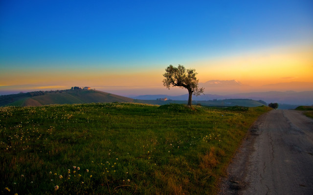 Lone tree grassy hill sunset #2 free wallpaper for desktop - medium preview image