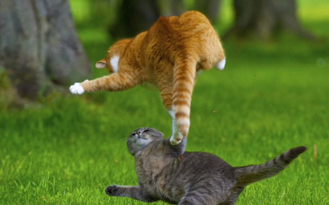 Cat jumping action blurry nature free wallpaper for desktop - medium preview image