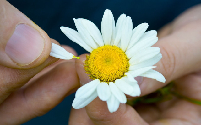 Hand holding daisy blue background free wallpaper for desktop - medium preview image